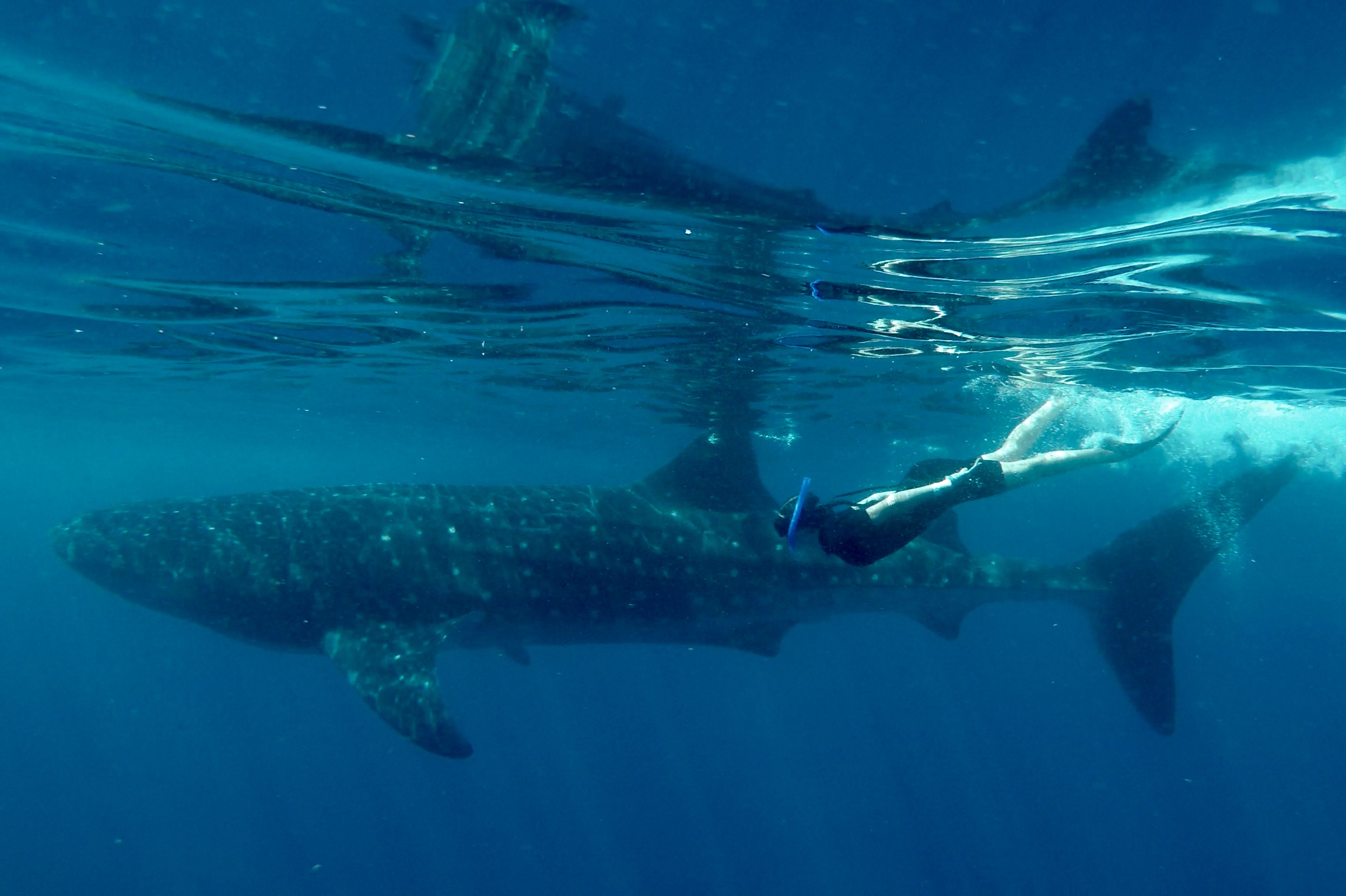 Swimming with a whale shark off the Caribbean coast of Mexico!